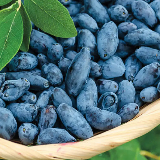 Edible honeyberries showing deep blue color and elongated shape from a honeyberry plant