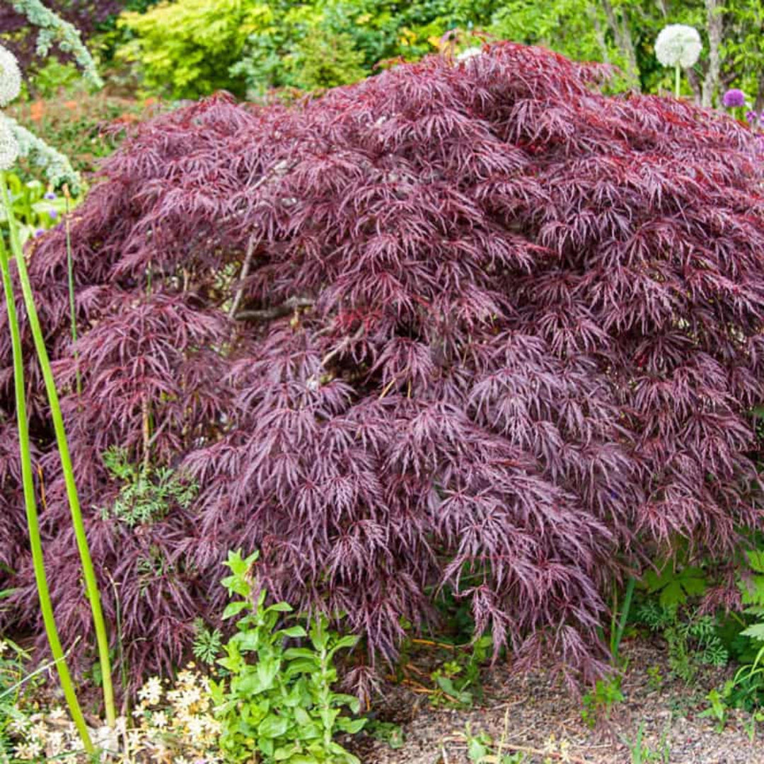 Crimson Queen Japanese Maple – Weeping Laceleaf | Deep Red Foliage | Zones 5–8 live plant for landscaping and home gardens