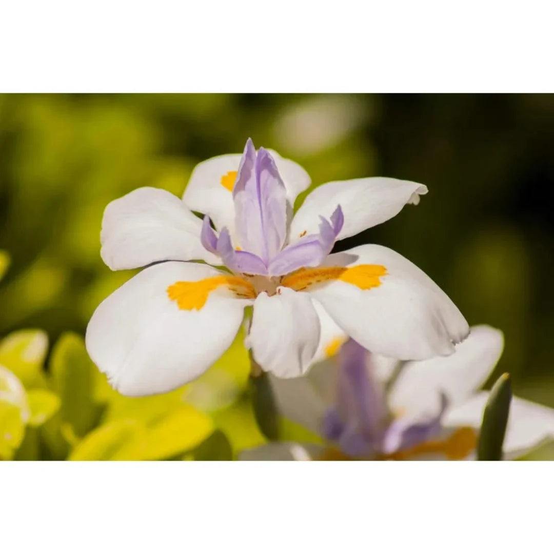 homeandgardensforless.com