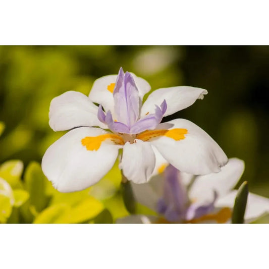 African Iris – flowering shrub