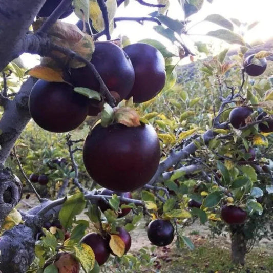 Pile of Arkansas Black Apples with deep maroon color