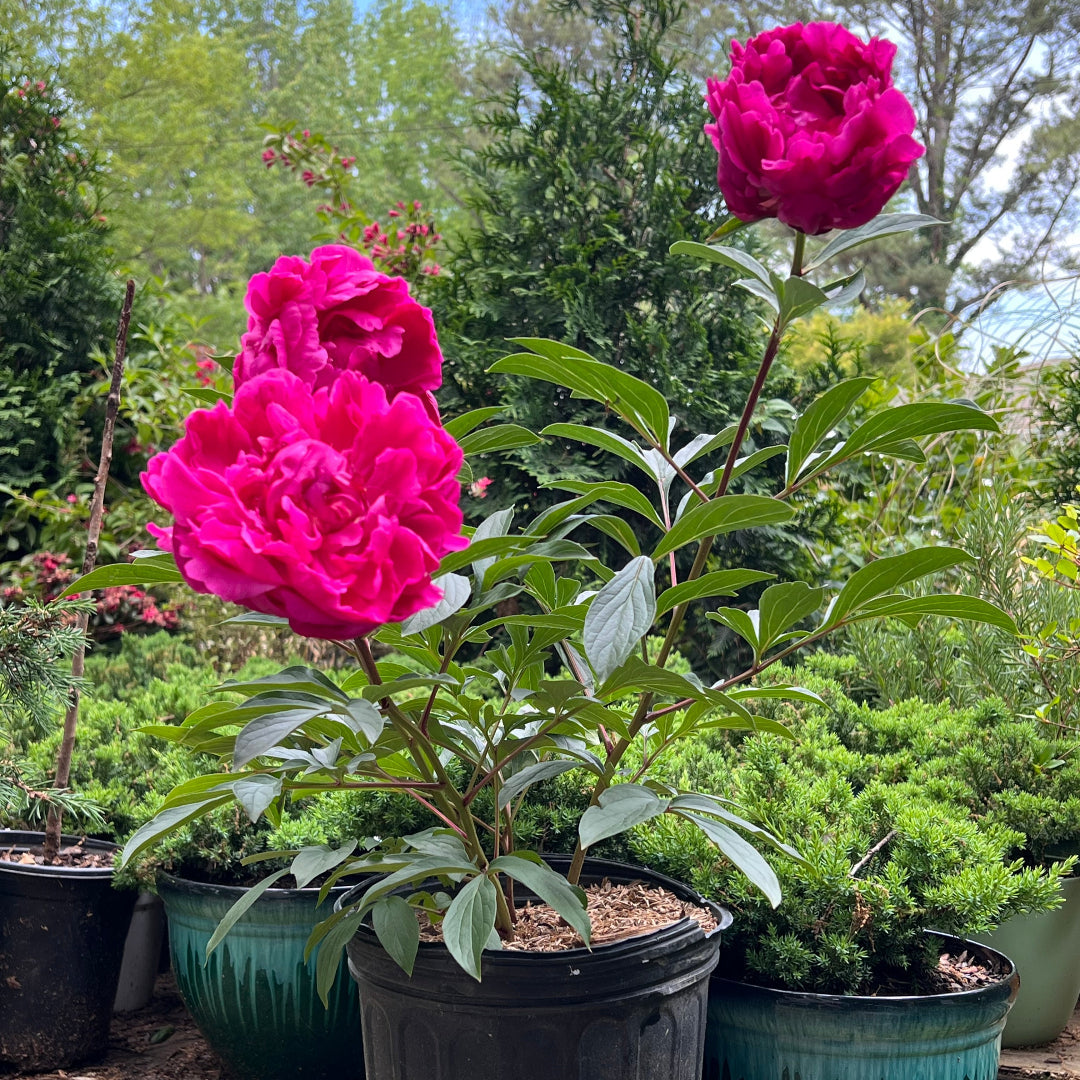 Peony Kansas
