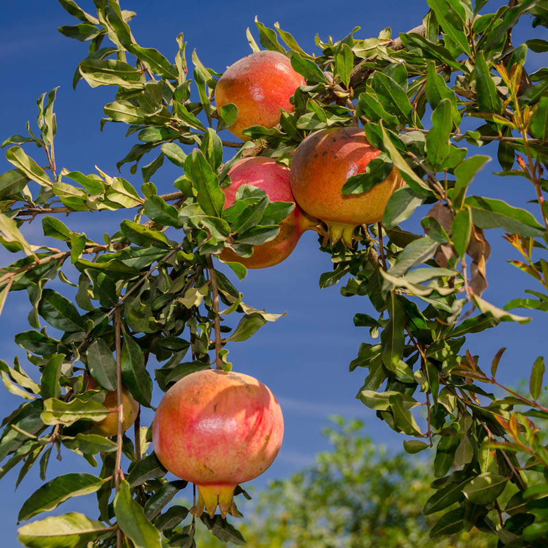 Eversweet Pomegranate Tree full view with ripe fruit hanging