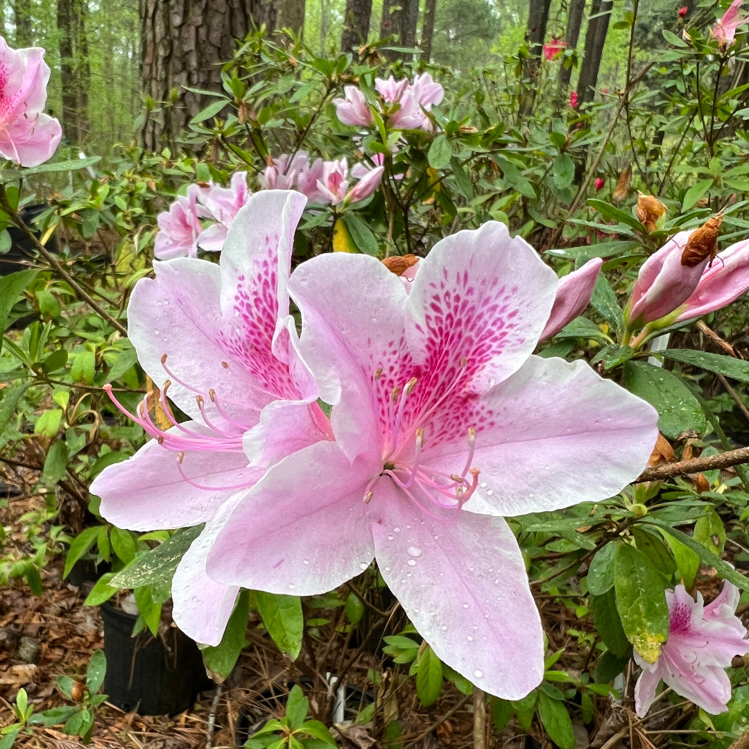 George Tabor Azalea – Lavender-Pink with Wh | Pixies Gardens