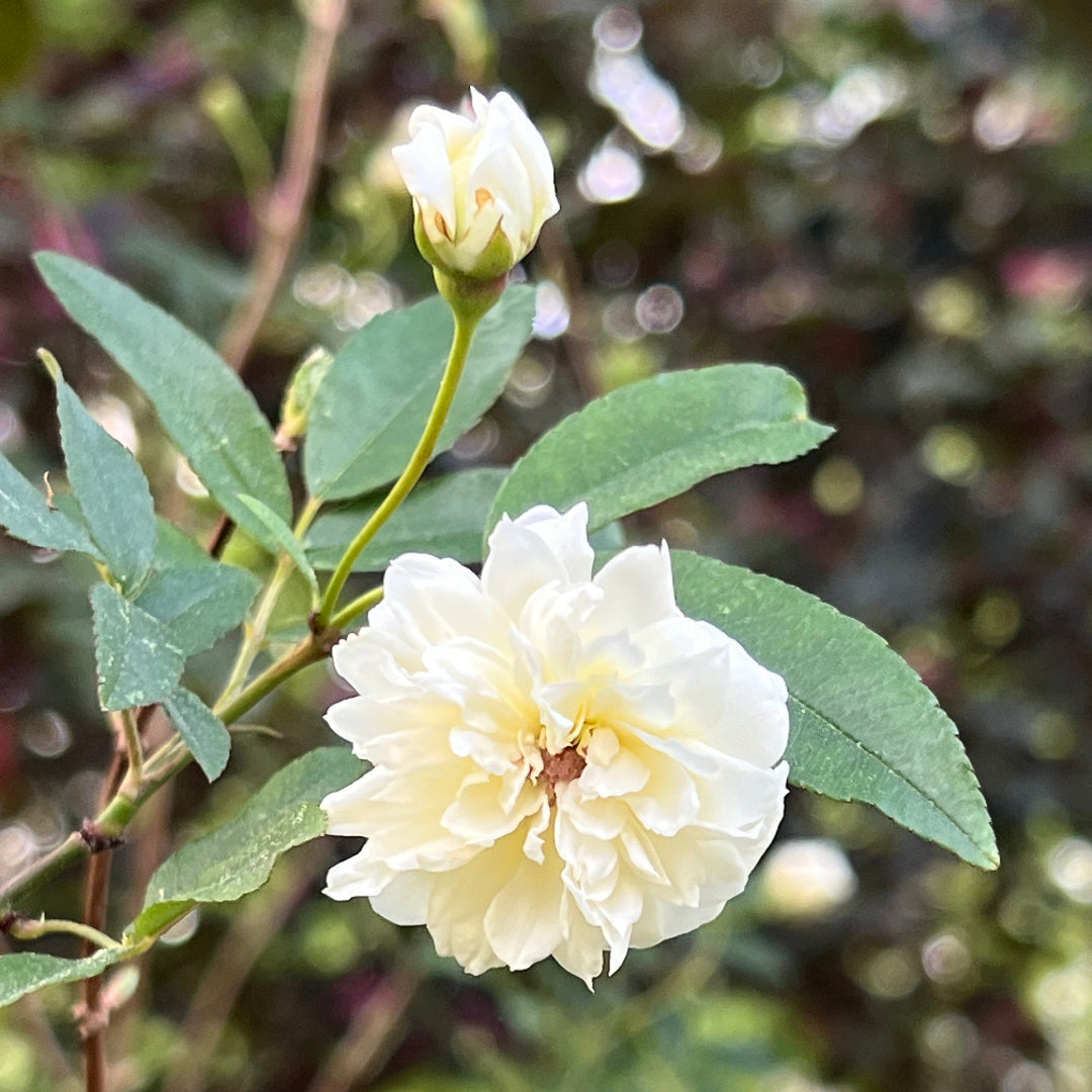Healthy White Lady Banks Rose vine trained on support with rich spring blooms