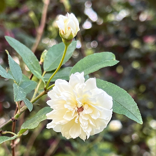 Healthy White Lady Banks Rose vine trained on support with rich spring blooms