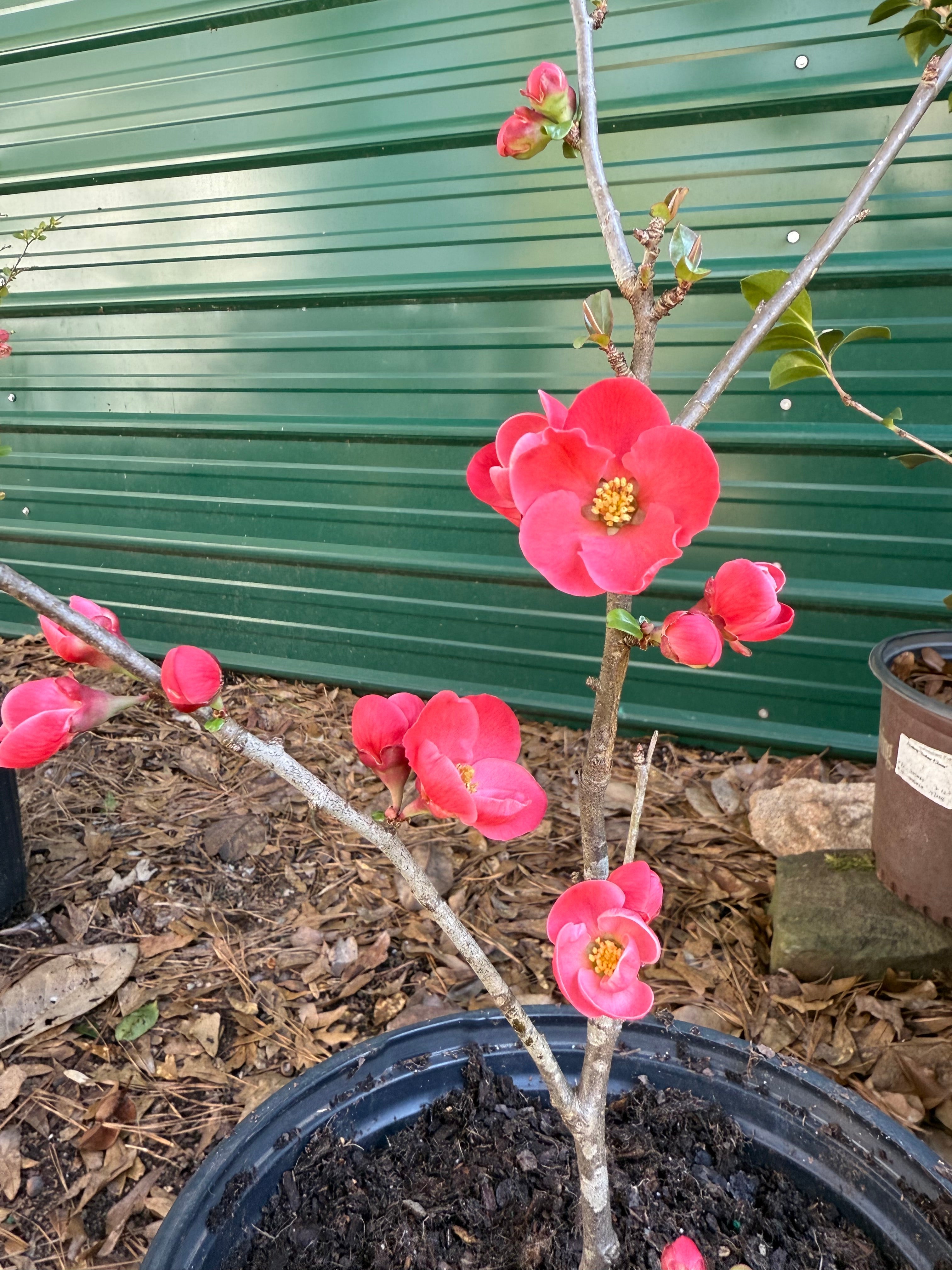 Spitfire Flowering Quince shrub blooming with red flowers