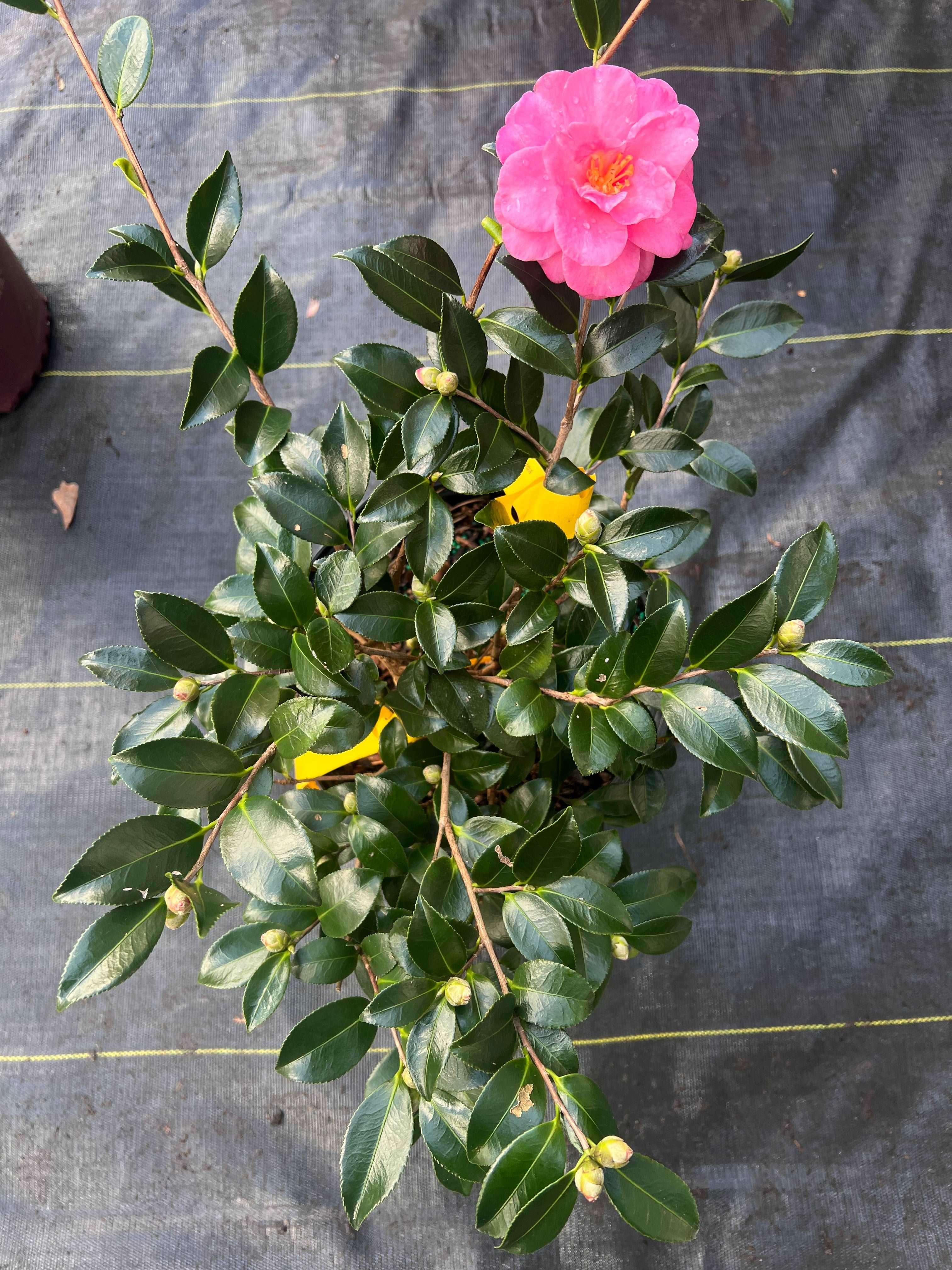 Camellia Shishi Gashira Plant