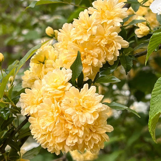 Climbing Yellow Lady Banks Rose foliage and bloom close-up
