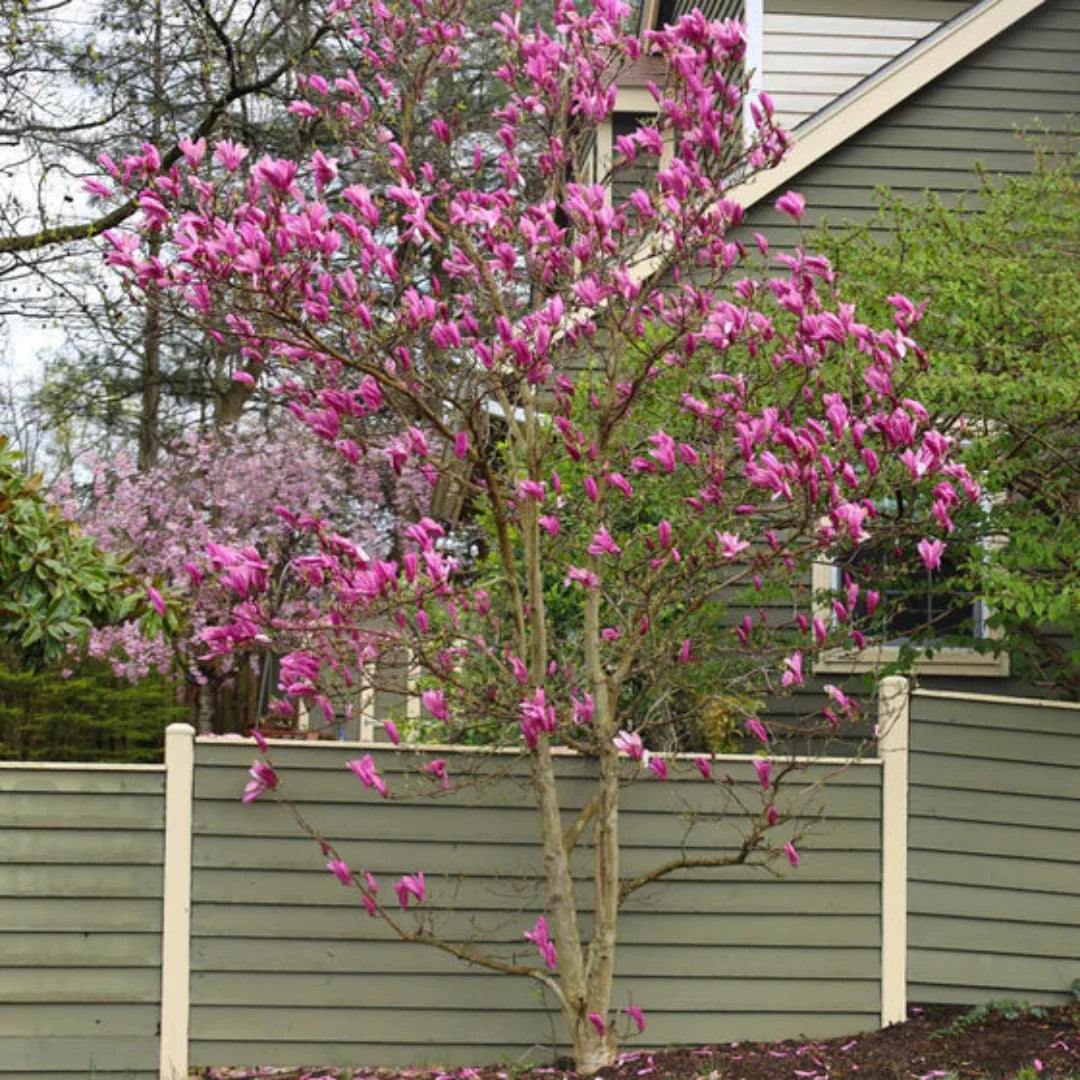 Flowering Ann Magnolia tree displaying large, tulip-shaped pink blooms