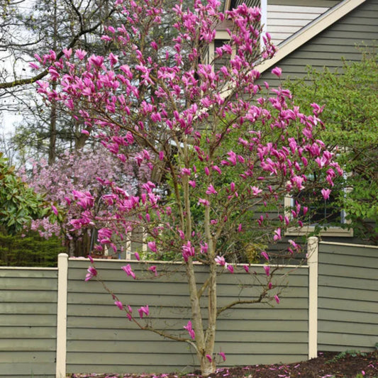 Flowering Ann Magnolia tree displaying large, tulip-shaped pink blooms