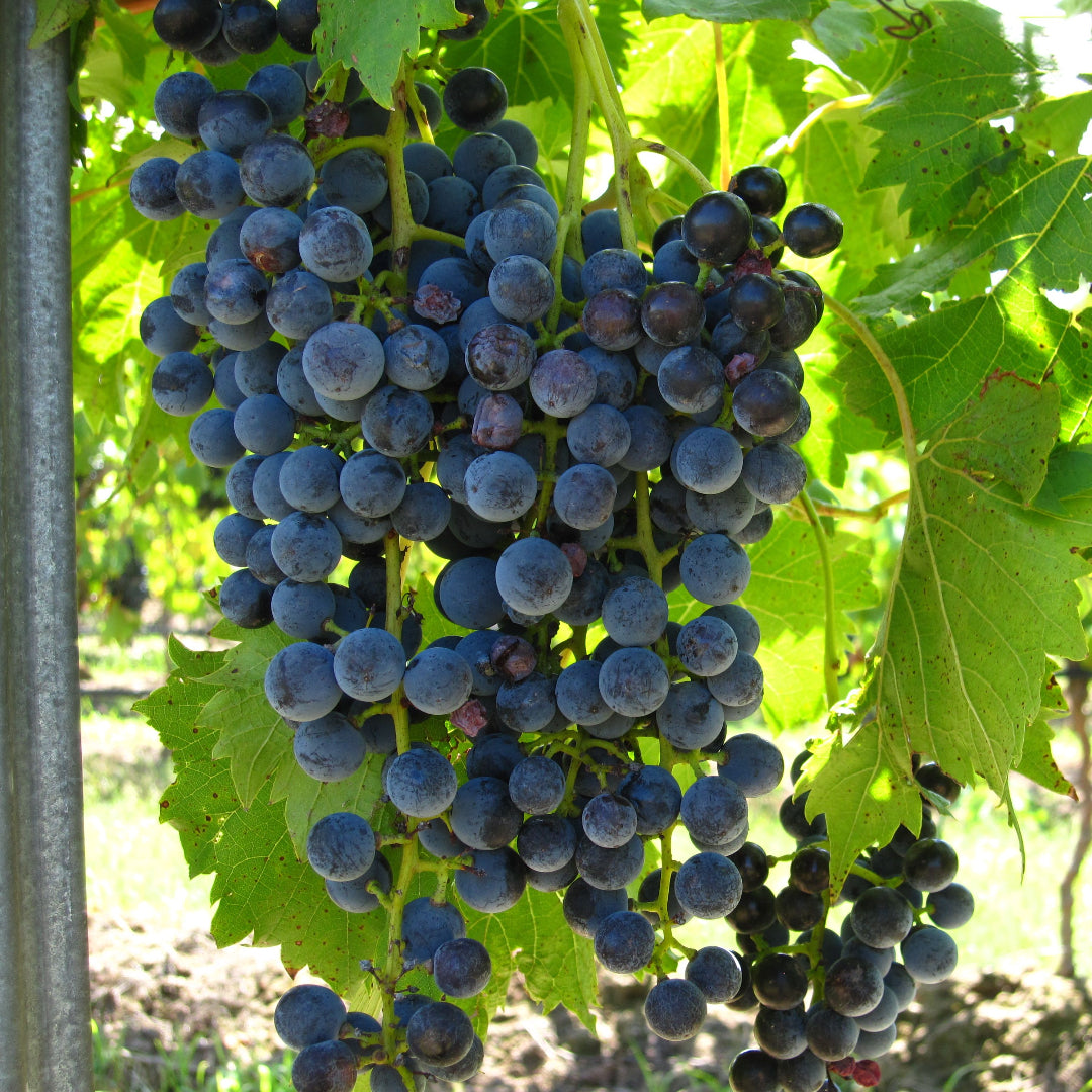 Large bunch of dark wine grapes similar to Chambourcin variety grown on vigorous grape vines