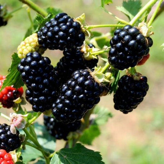 Freshly harvested Navaho blackberries known for sweet flavor and firm texture