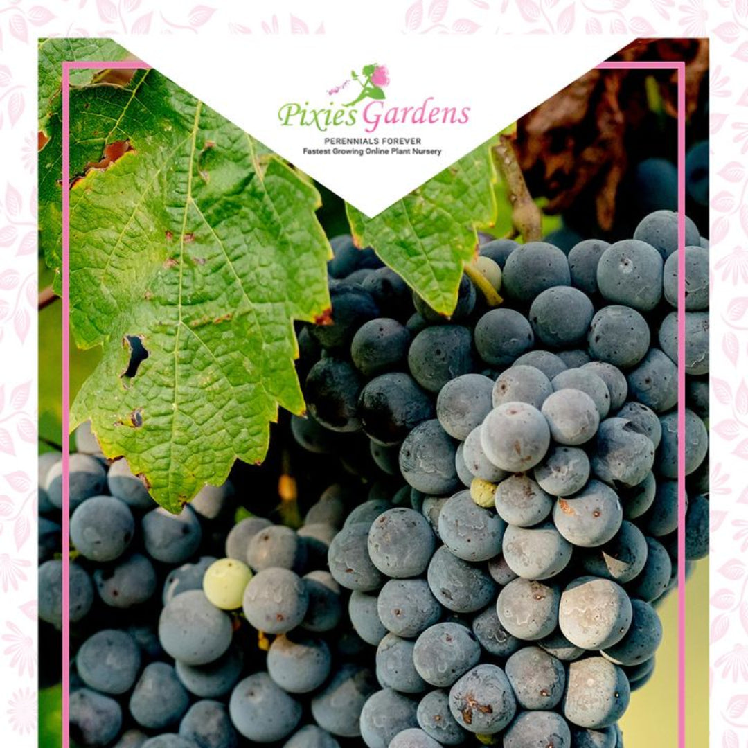 Cluster of ripe Mars Black Seedless Grapes hanging densely with rich, dark skin