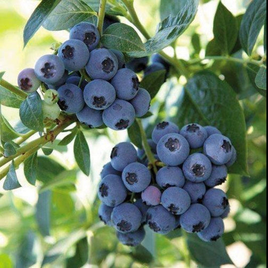 Reka Blueberry Plant in Pot - Pixies Gardens