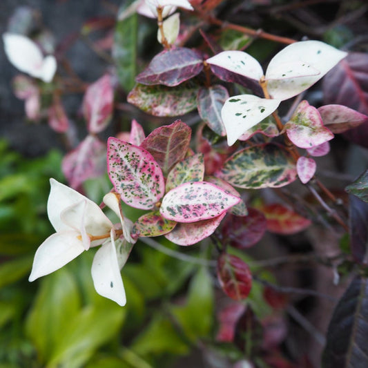 Asiatic Jasmine ground cover plant