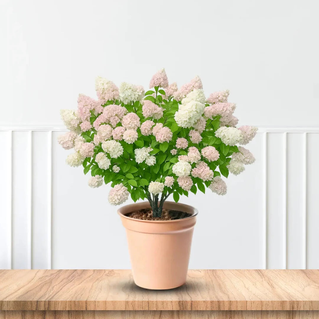 Pee Gee Hydrangea – PG Hydrangea | Large White Panicle Blooms | Zones 3–8 live plant for landscaping and home gardens
