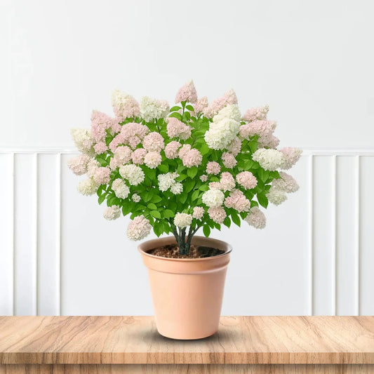 Pee Gee Hydrangea – PG Hydrangea | Large White Panicle Blooms | Zones 3–8 live plant for landscaping and home gardens