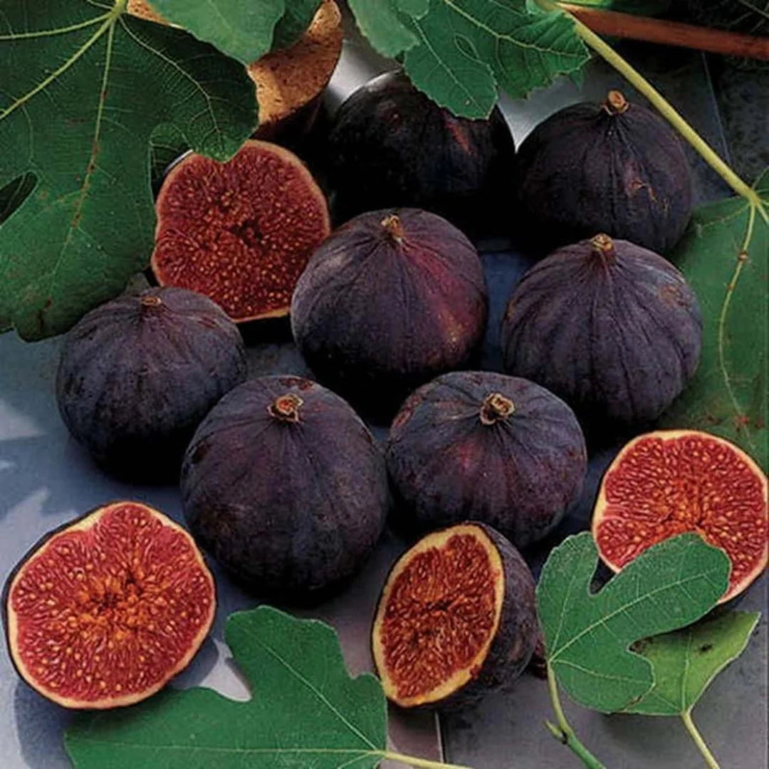 Bordeaux Fig Tree ready for patio gardening
