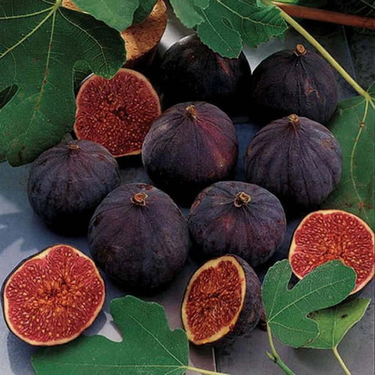 Bordeaux Fig Tree ready for patio gardening