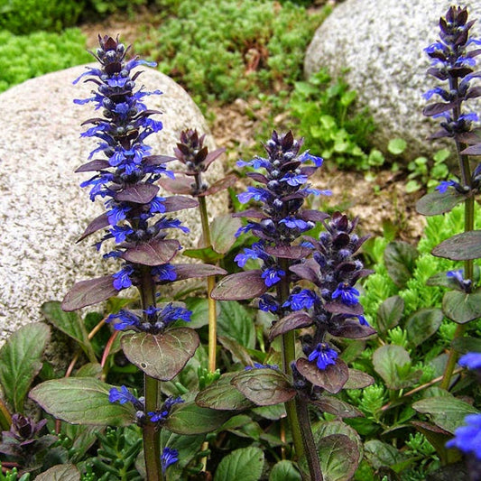Ajuga reptans Burgundy Glow close-up foliage