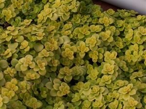 (10 Count Flat/4.5 Inch Pots) Sedum Makinoi 'Ogon' Japanese Golden Stonecrop