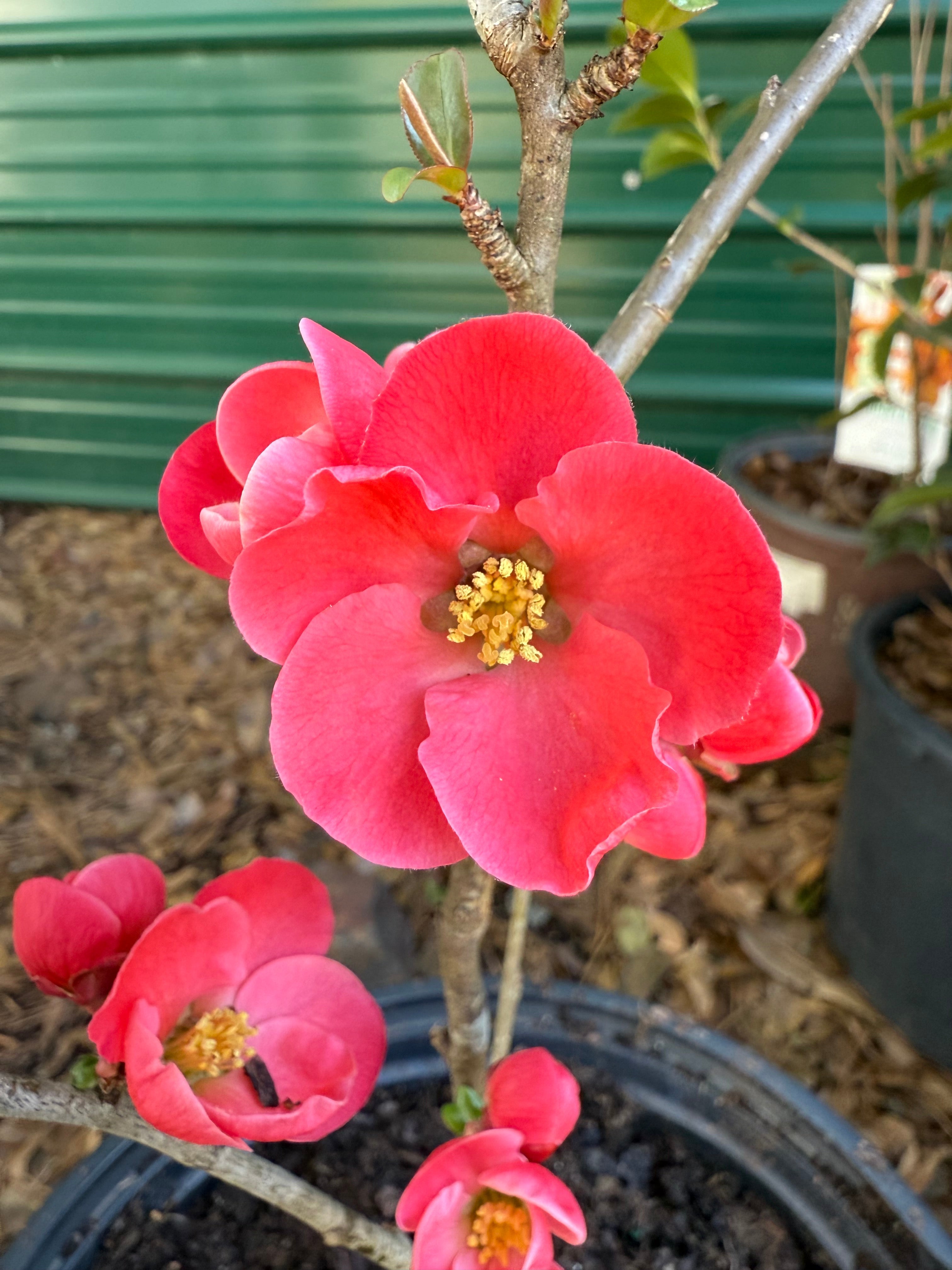 Spitfire Quince flowering shrub for landscape planting