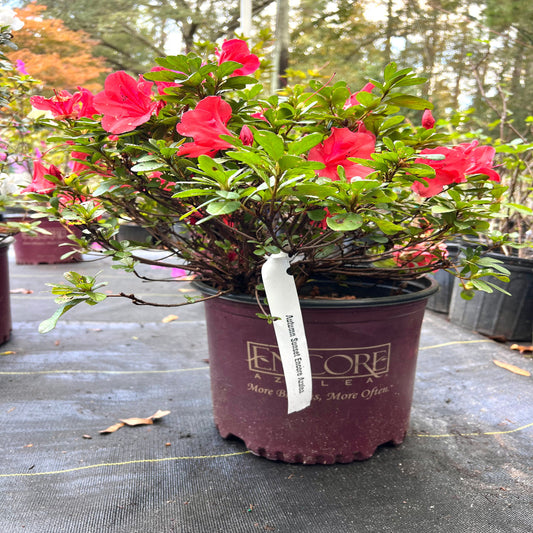 Autumn Sunset Encore Azalea