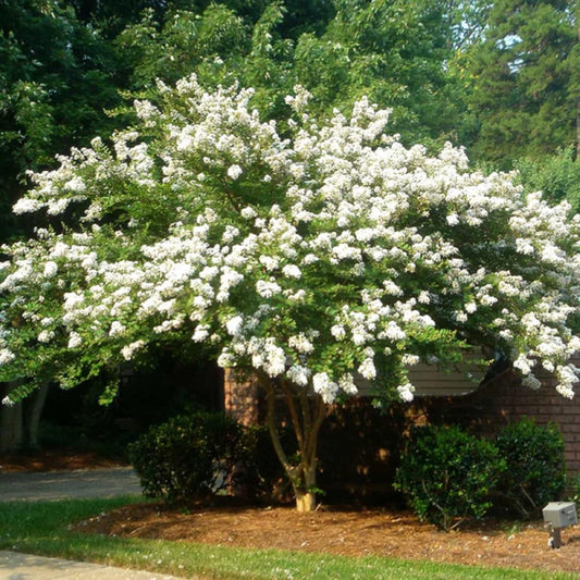 White Crape Myrtle Tree with Glossy Green Leaves