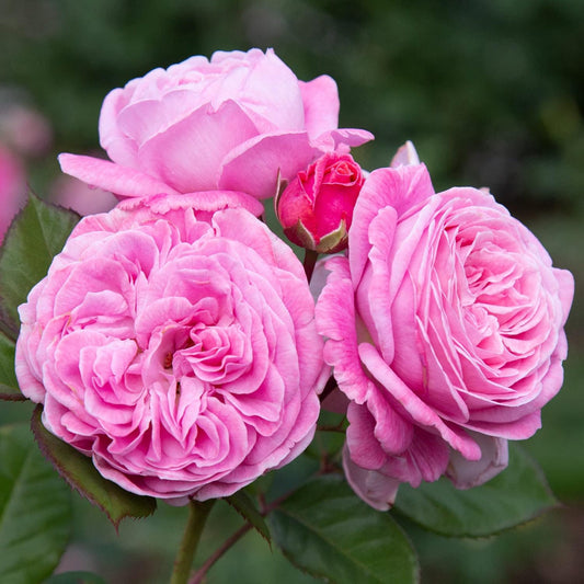 Summer Romance Rose – flowering shrub