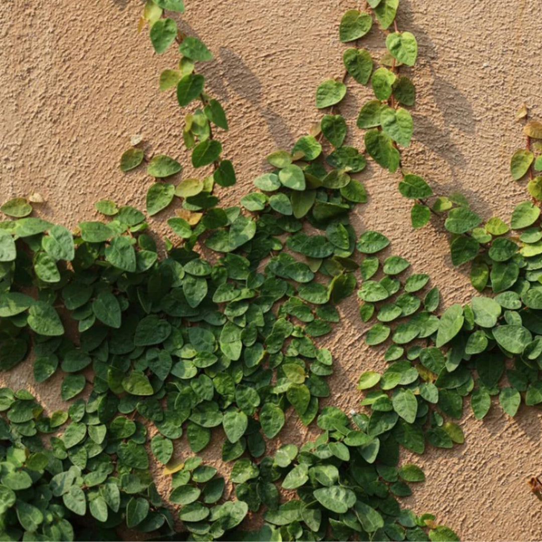 Ficus pumila Creeping Fig foliage