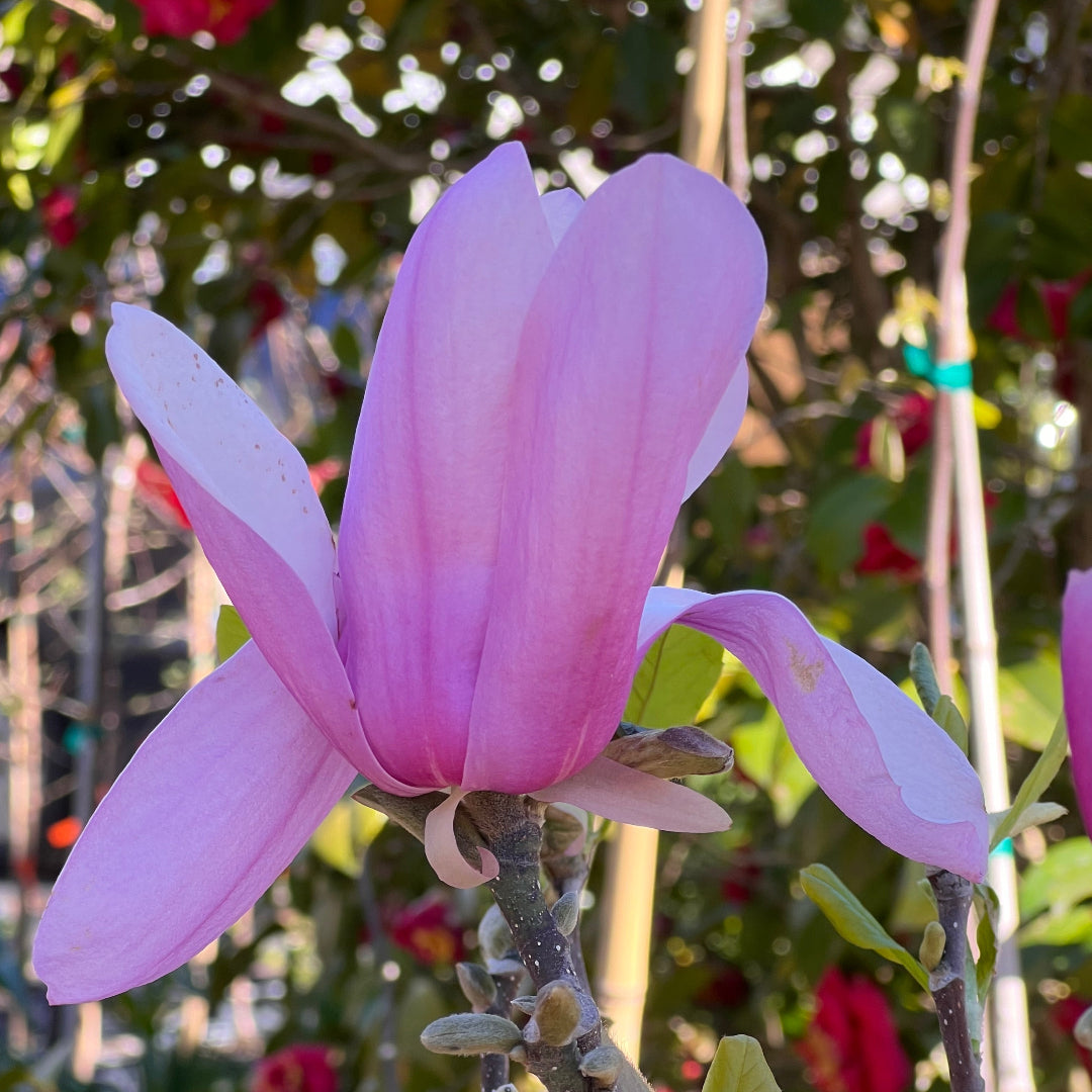 lavender magnolia tree Jane Magnolia Tree – Live Purple-Pink Spring Bloomer | Hardy Zones 4–8