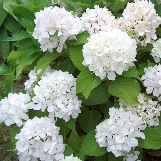 Spring flowering bush Sister Theresa Hydrangea in bloom