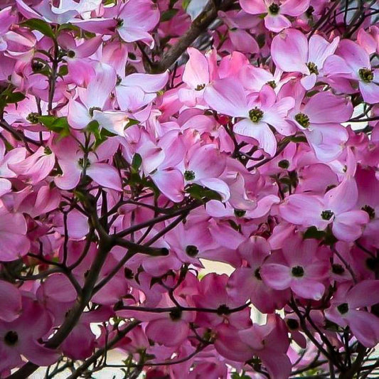 Pink Beauty Hybrid Dogwood floral detail in garden