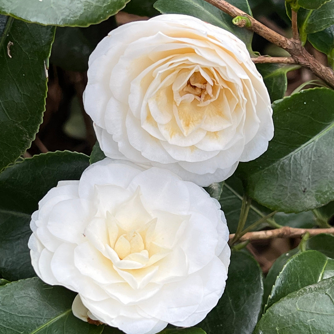 White By The Gate Camellia