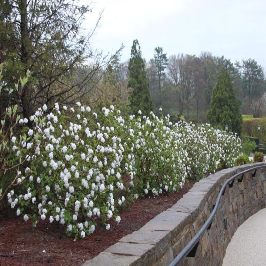 Korean Spice Viburnum Shrub Blooming with Fragrant Spring Blossoms