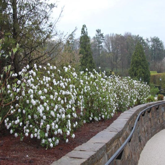 Korean Spice Viburnum Shrub Blooming with Fragrant Spring Blossoms