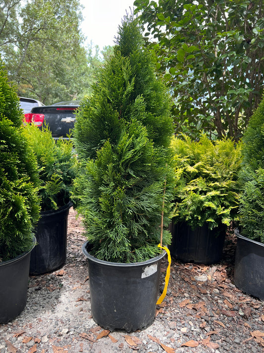 Emerald Green Arborvitae Privacy Tree