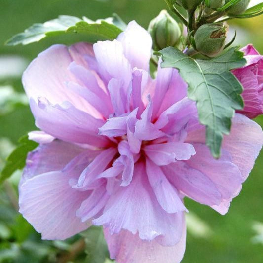 Detailed flower view of Amplissimus Hibiscus showing layered petals