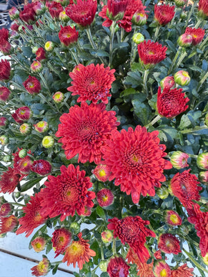 Tabitha Scarlet Mum Plant – Bright Red Fall | Pixies Gardens