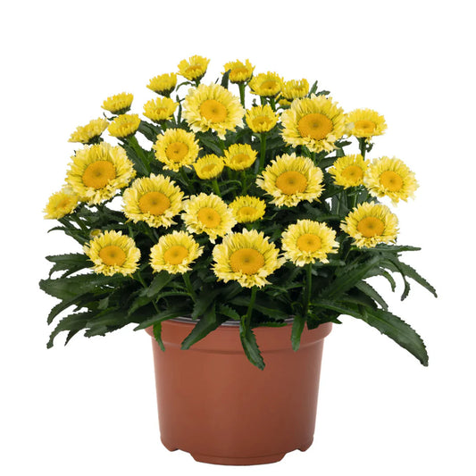 Leucanthemum Sweet Daisy Series ‘Izabel’ Shasta Daisy – flowering perennial