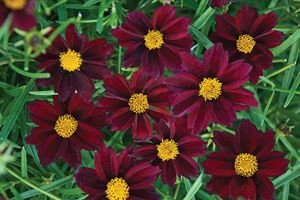 1 Gallon Coreopsis Rosea 'Mercury Rising', Bright Green Narrow Leaves Are Covered with Velvety Wine-Red Blossoms with a Golden-Orange Button In Center