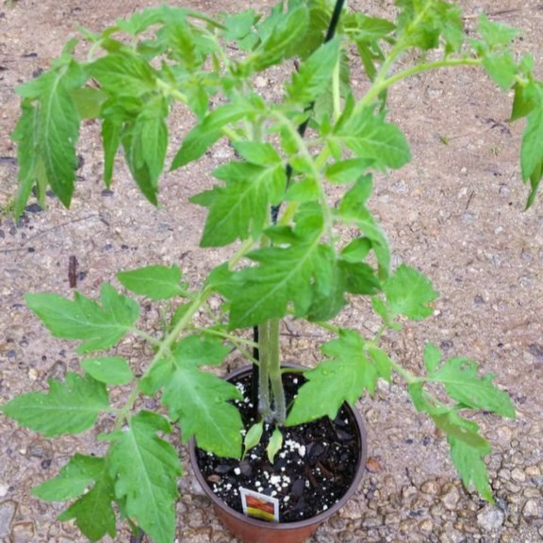 (1 Gallon) Tomato Plant 'Big Boy', Sweet and Aromatic, Easy To Grow In Container Or Garden