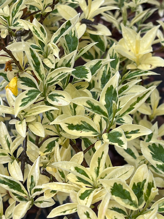 Forsythia 'Believe it Or Not' ( Spring Pre-Order ) - 2 Gallon