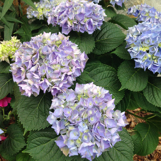 Close-up of Cabbage Patch Hydrangea showing full round pink and lavender flower clusters
