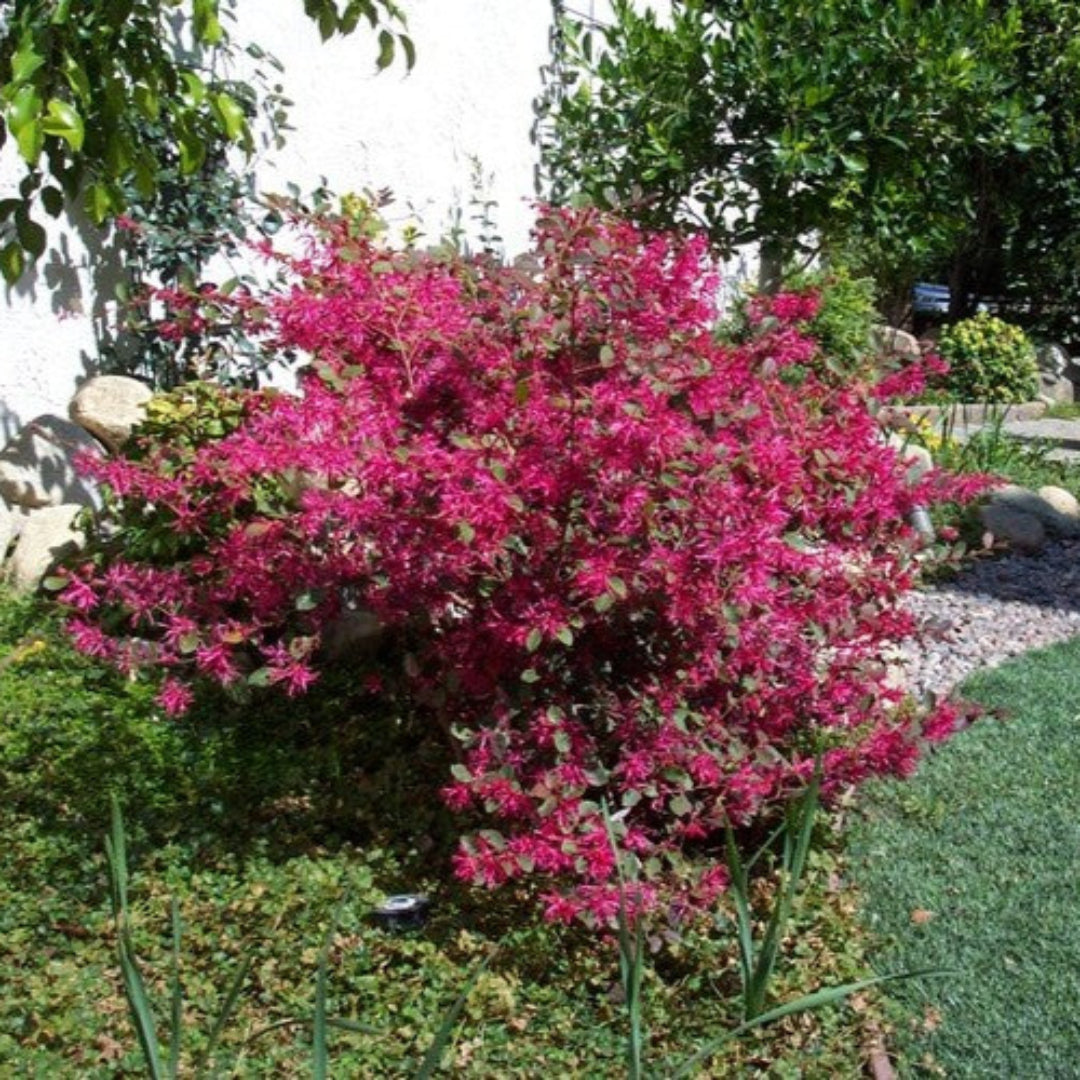 Plum Delight Loropetalum evergreen shrub showing dense foliage and bright pink flowers