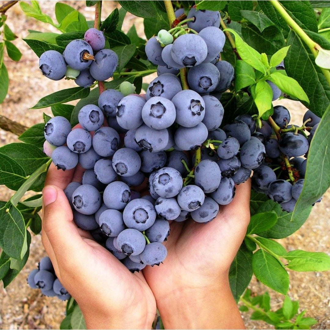 Healthy Duke Blueberry plant with green leaves and developing berries