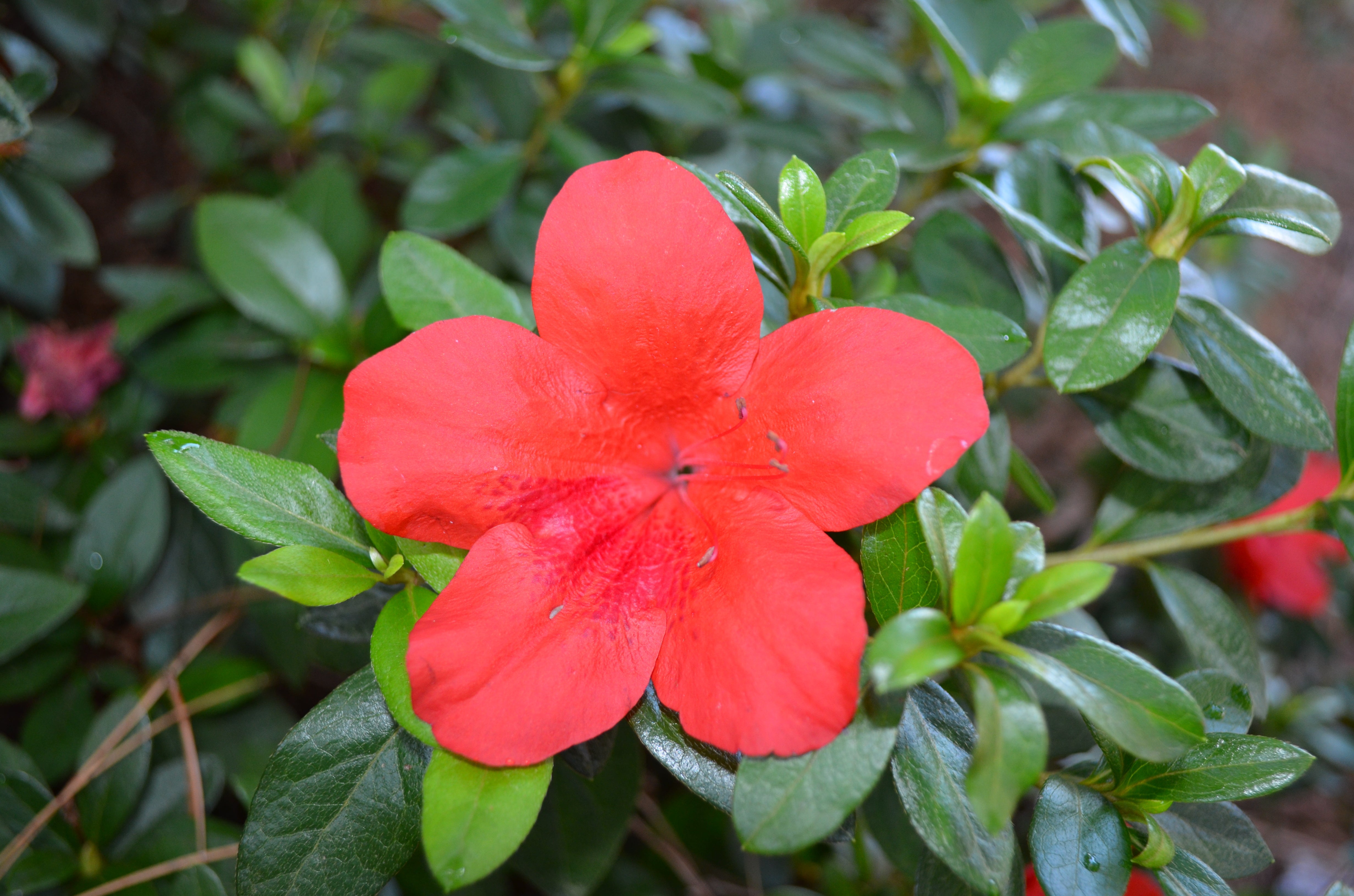 Azalea Bloom N Again Strawberry Kiss