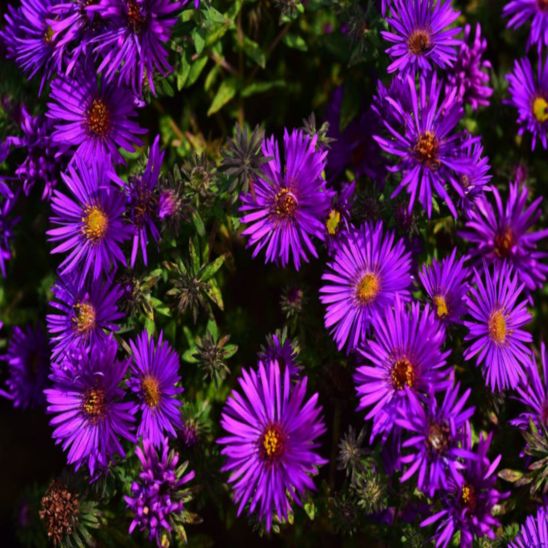 Aster ‘Purple Dome’ compact mound with vibrant purple daisy-like flowers