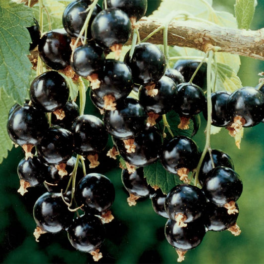 Consort black currant plant with healthy green foliage in nursery pot